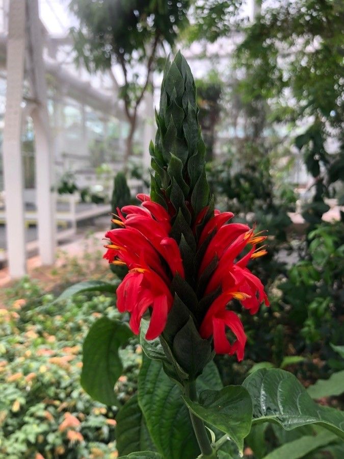 Pachystachys coccinea flower