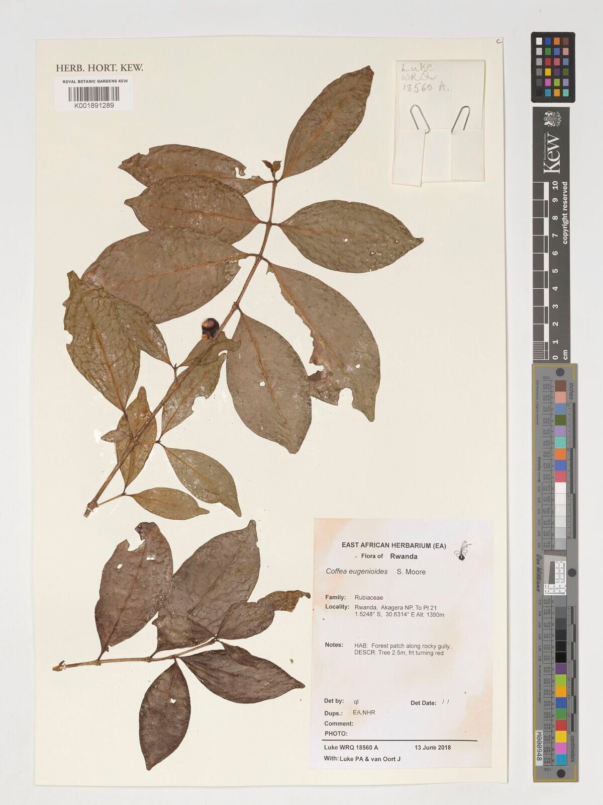 Coffea eugenioides — search result for 'Coffea'