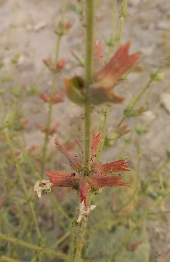 Salvia sharifii flower