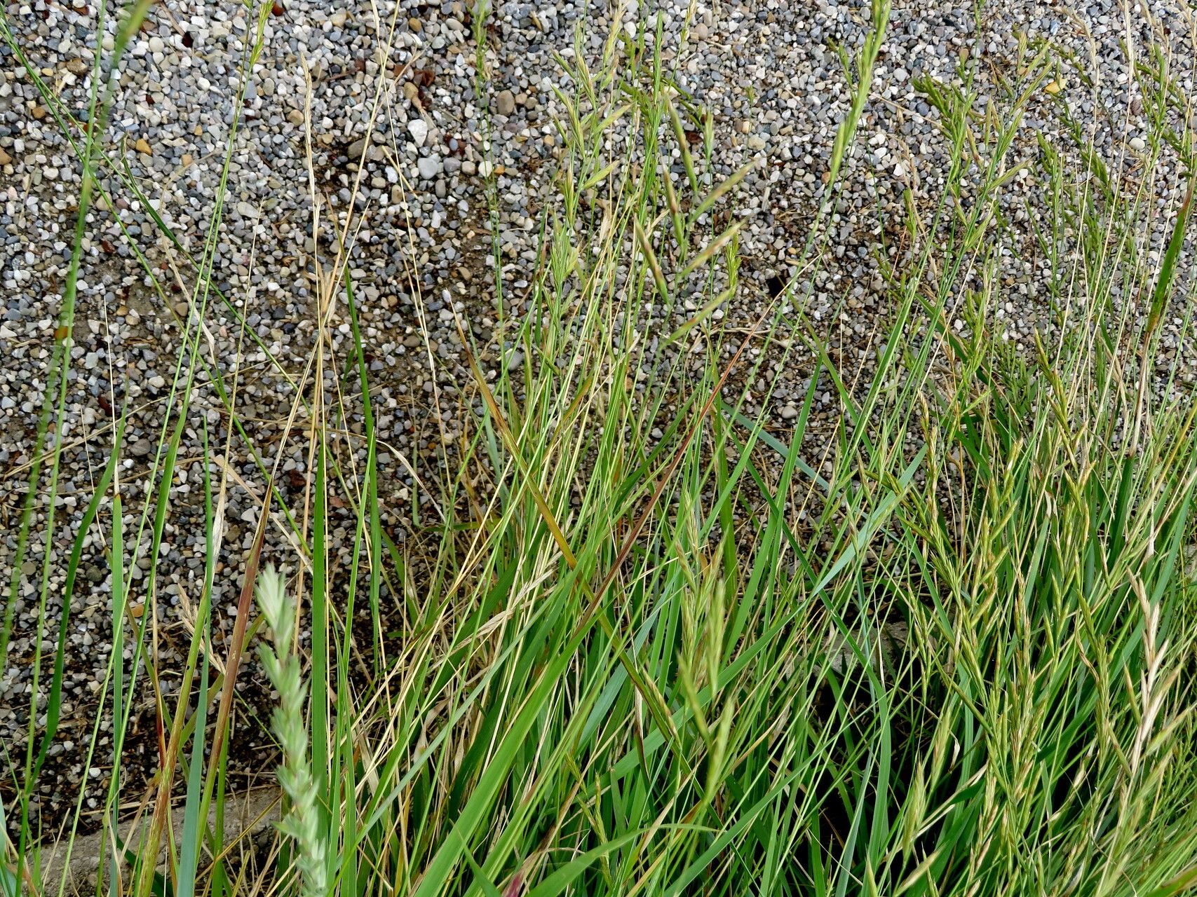 Leymus alaicus habit