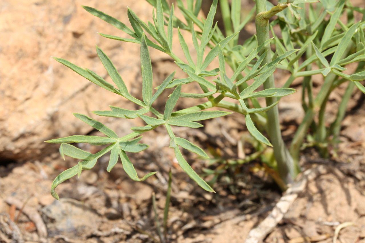 Lomatium brandegeei habit