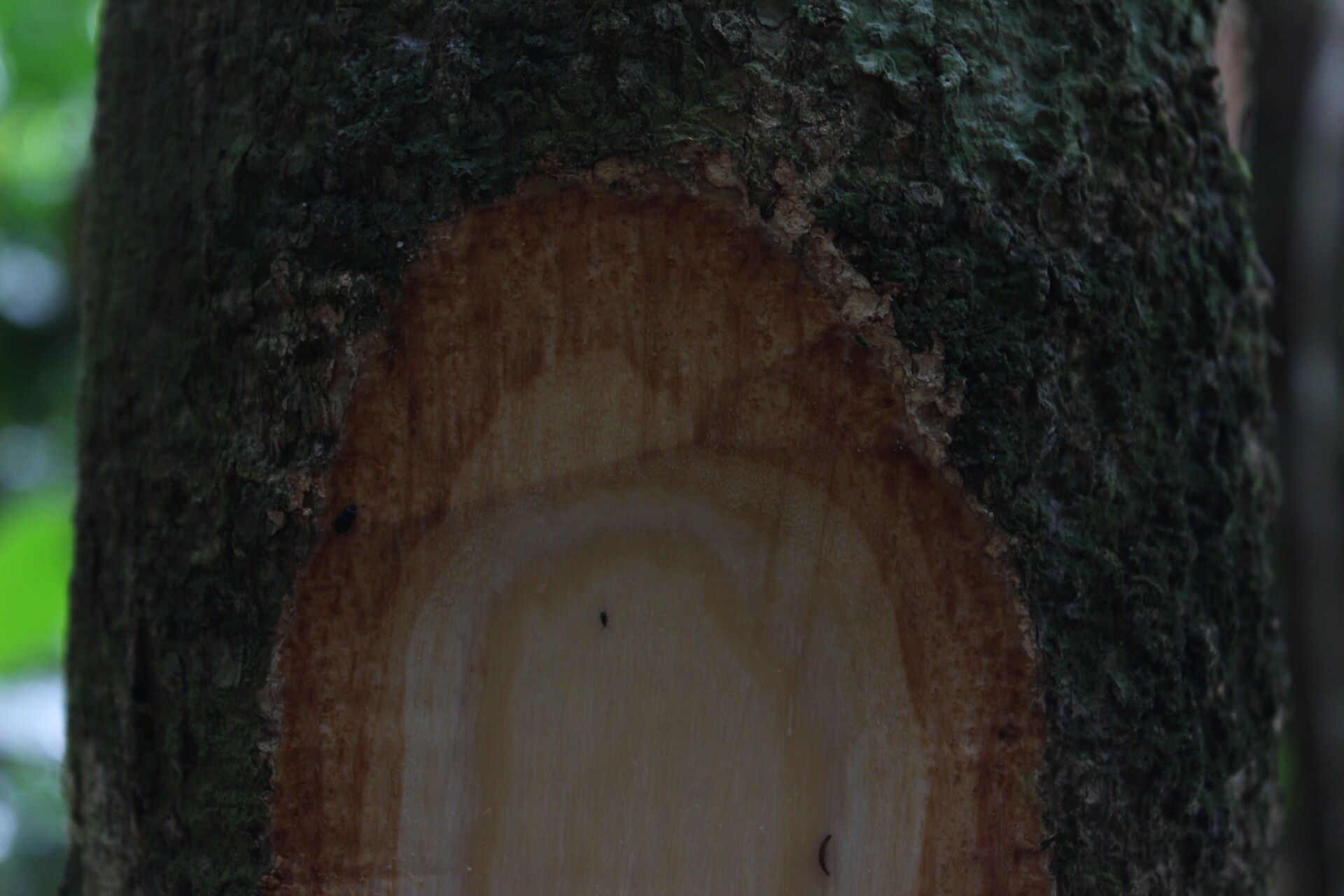 Trichilia gilgiana bark