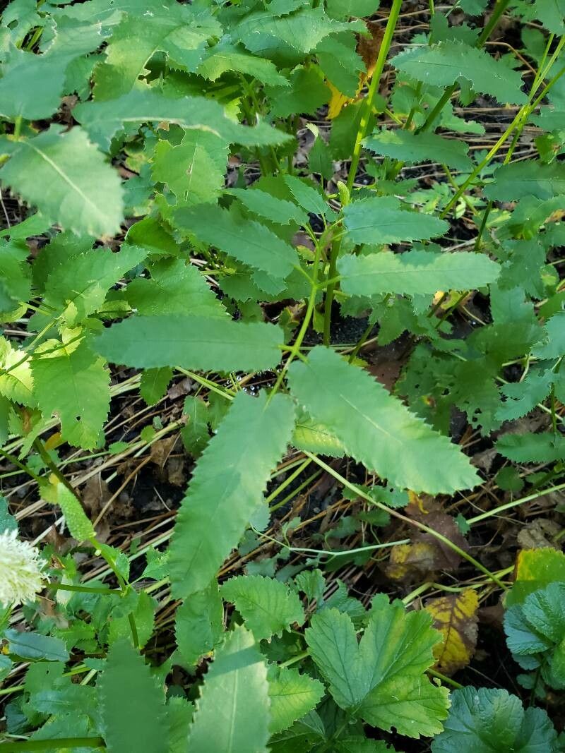 Sanguisorba canadensis