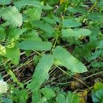 Sanguisorba canadensis