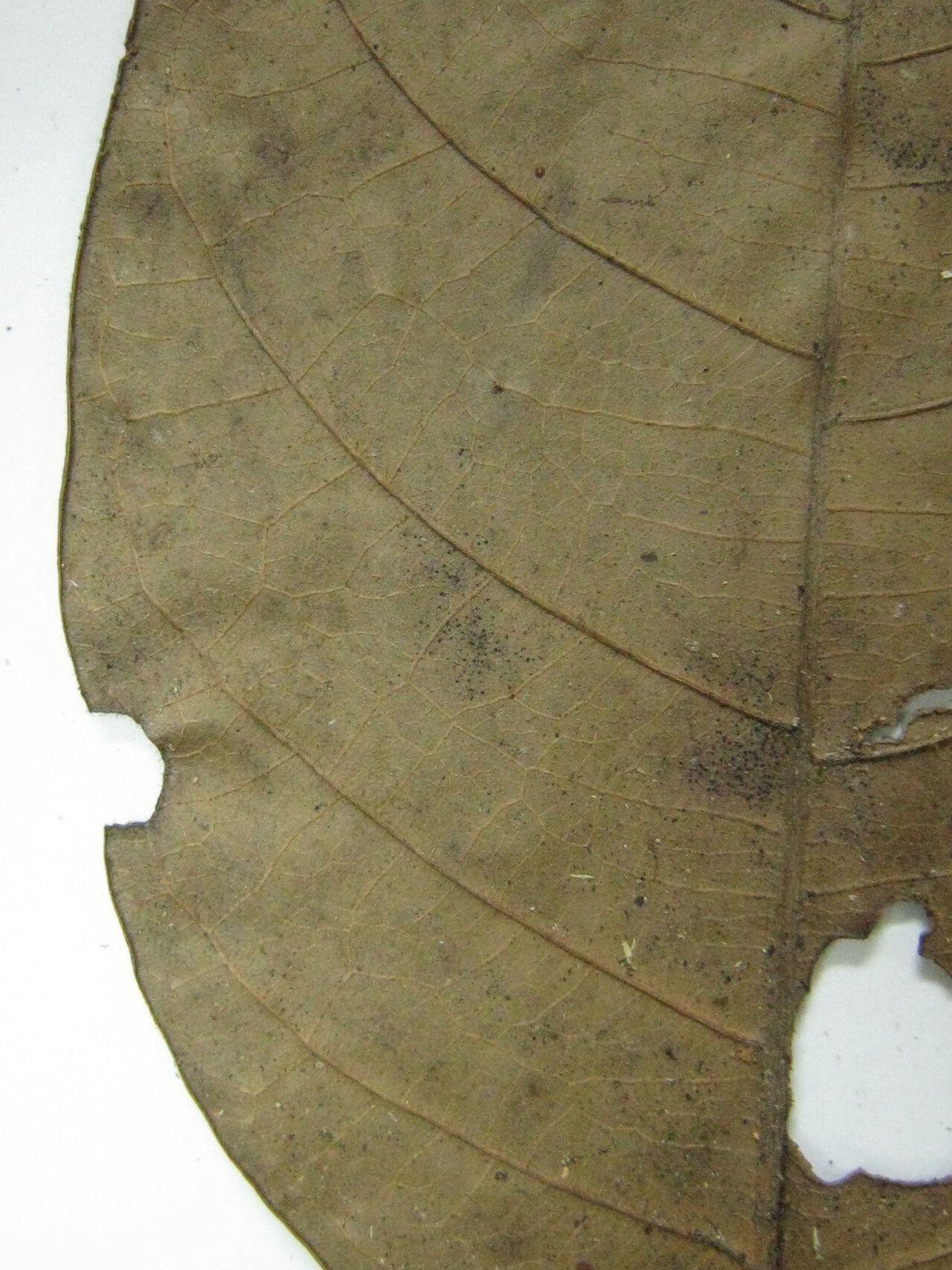 Trichilia surinamensis other