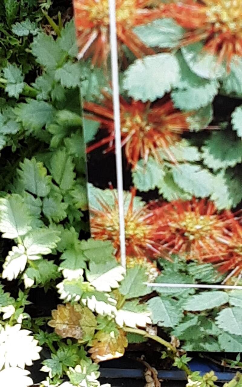 Acaena buchananii flower