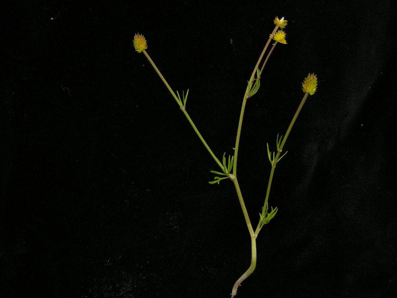 Ranunculus brotherusii — houseplant care guide