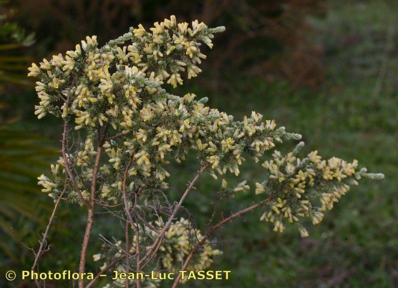 Thymelaea argentata habit
