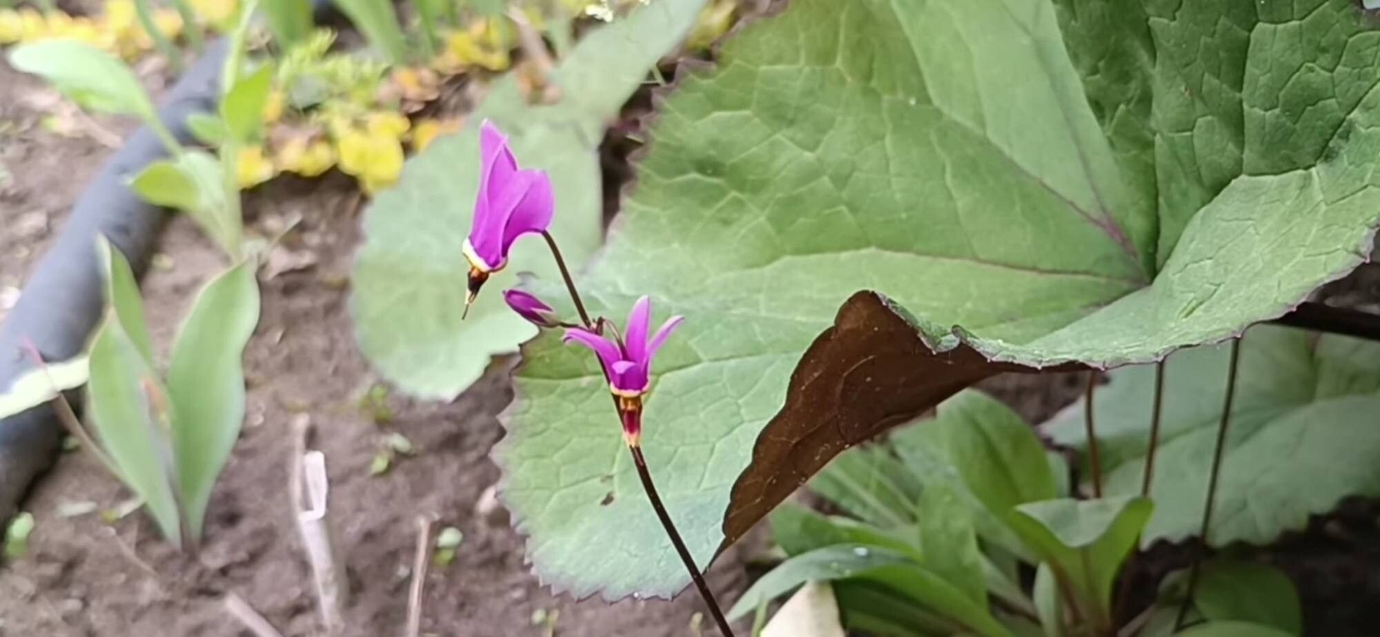 Primula pauciflora flower