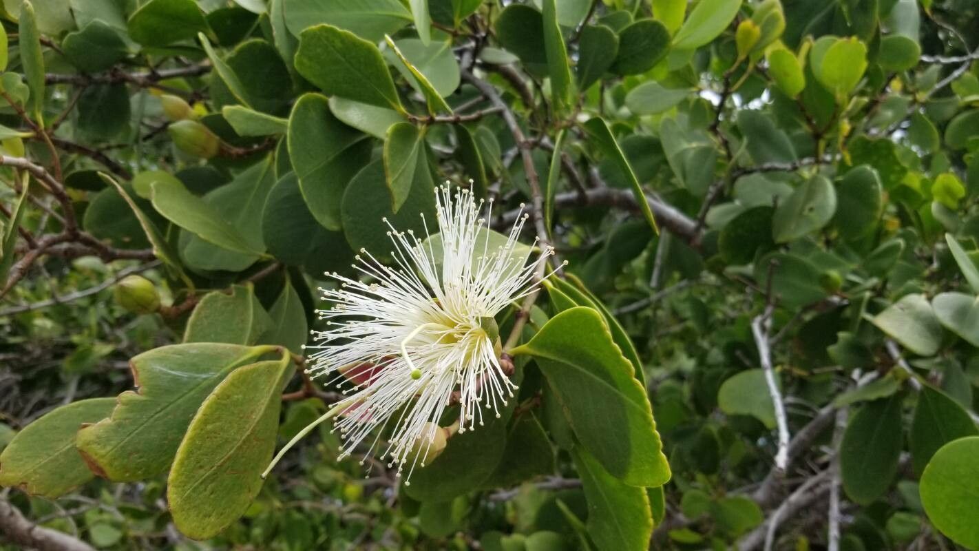 Sonneratia alba flower