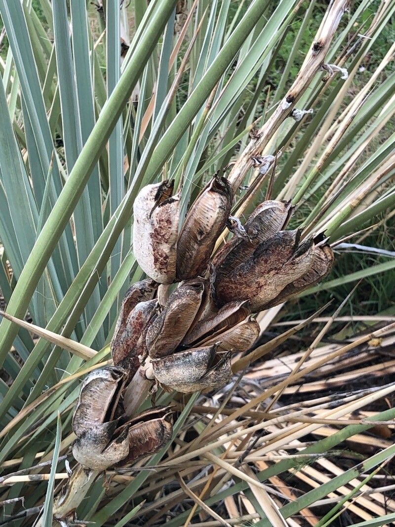 Yucca glauca fruit
