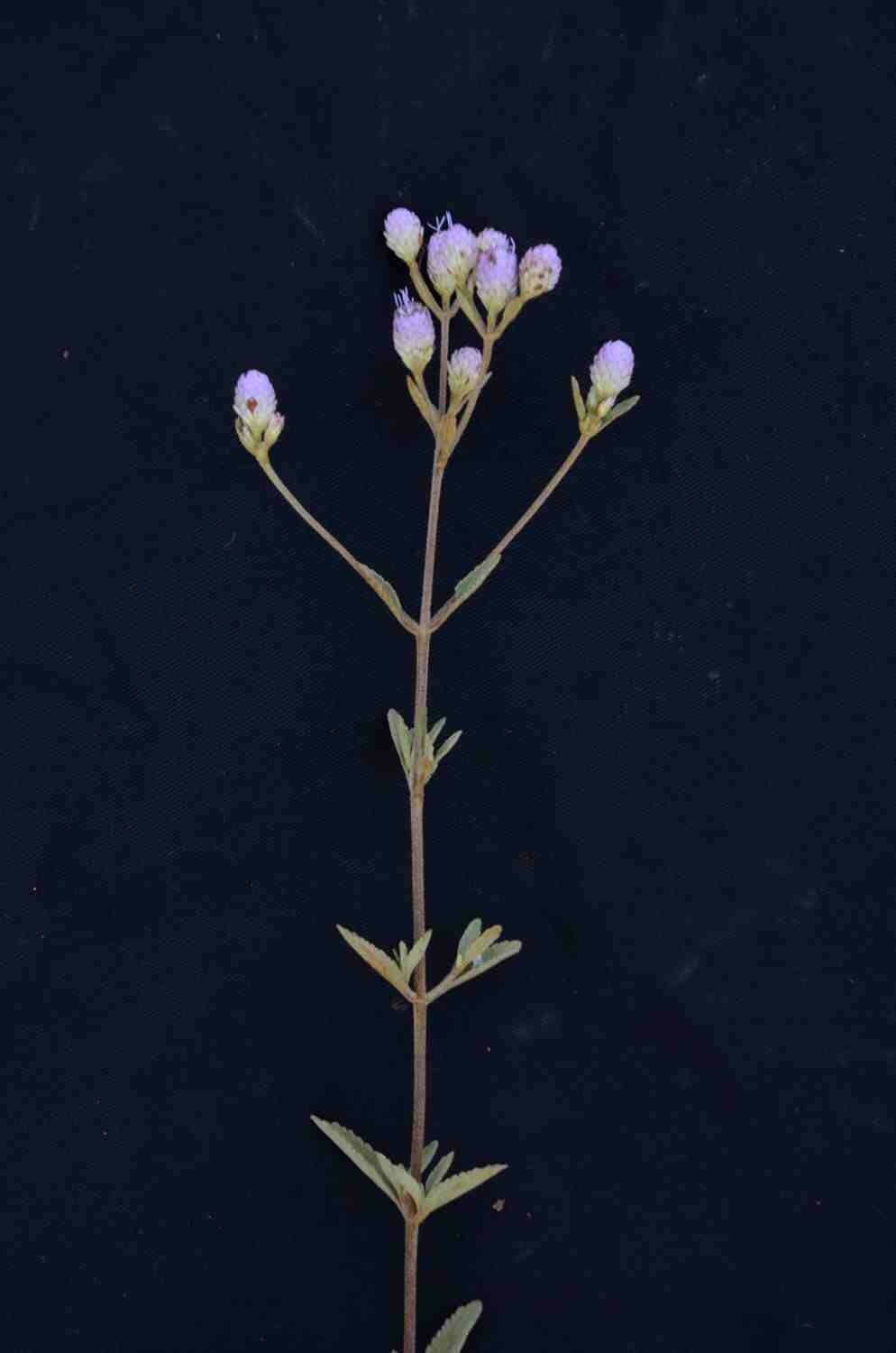 Chromolaena horminoides flower