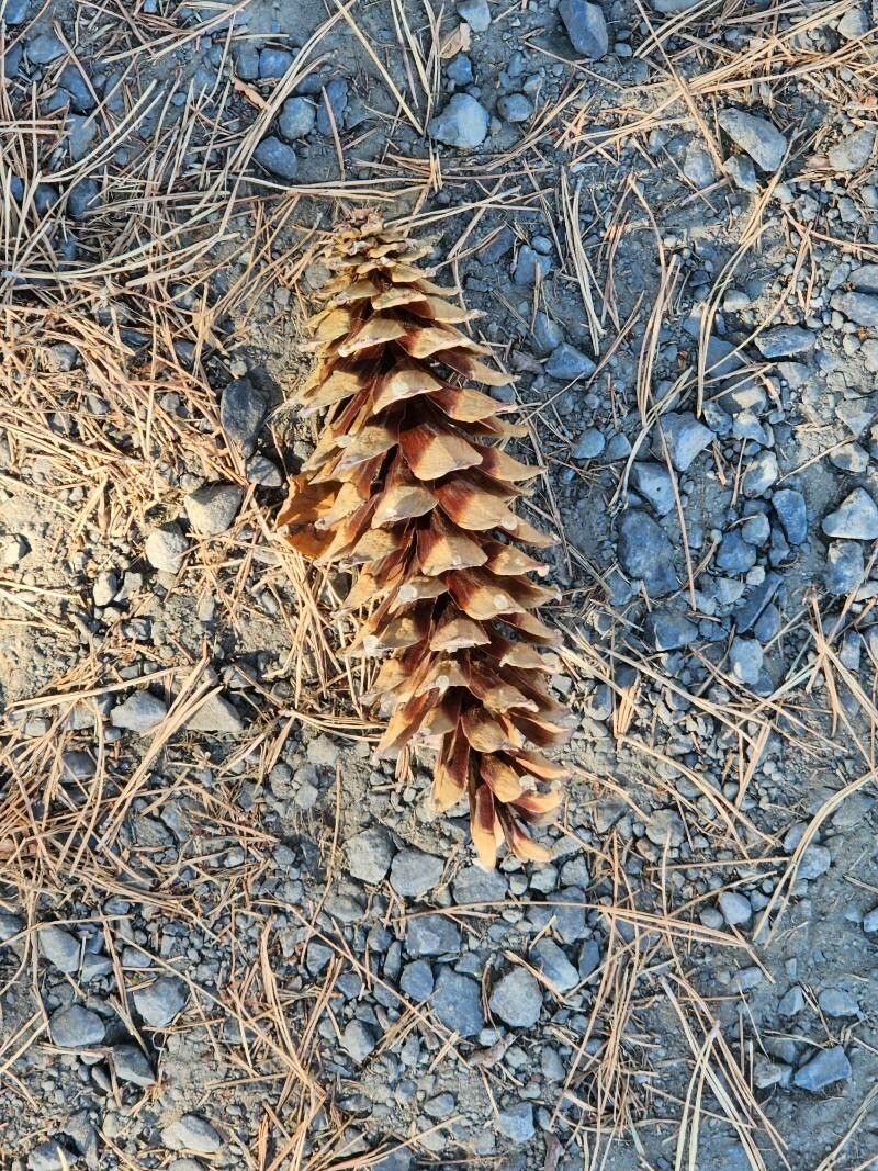 Pinus lambertiana fruit