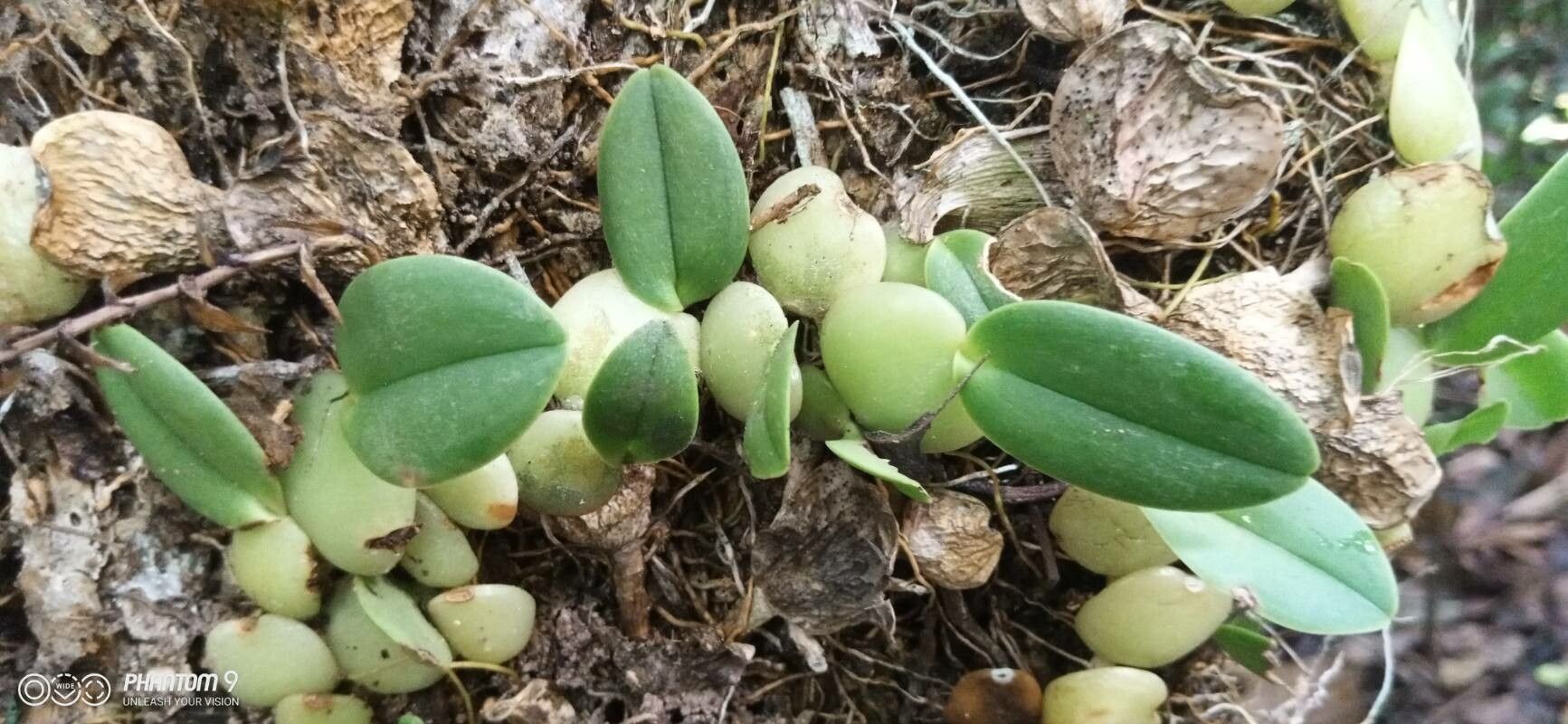 Bulbophyllum elliotii leaf