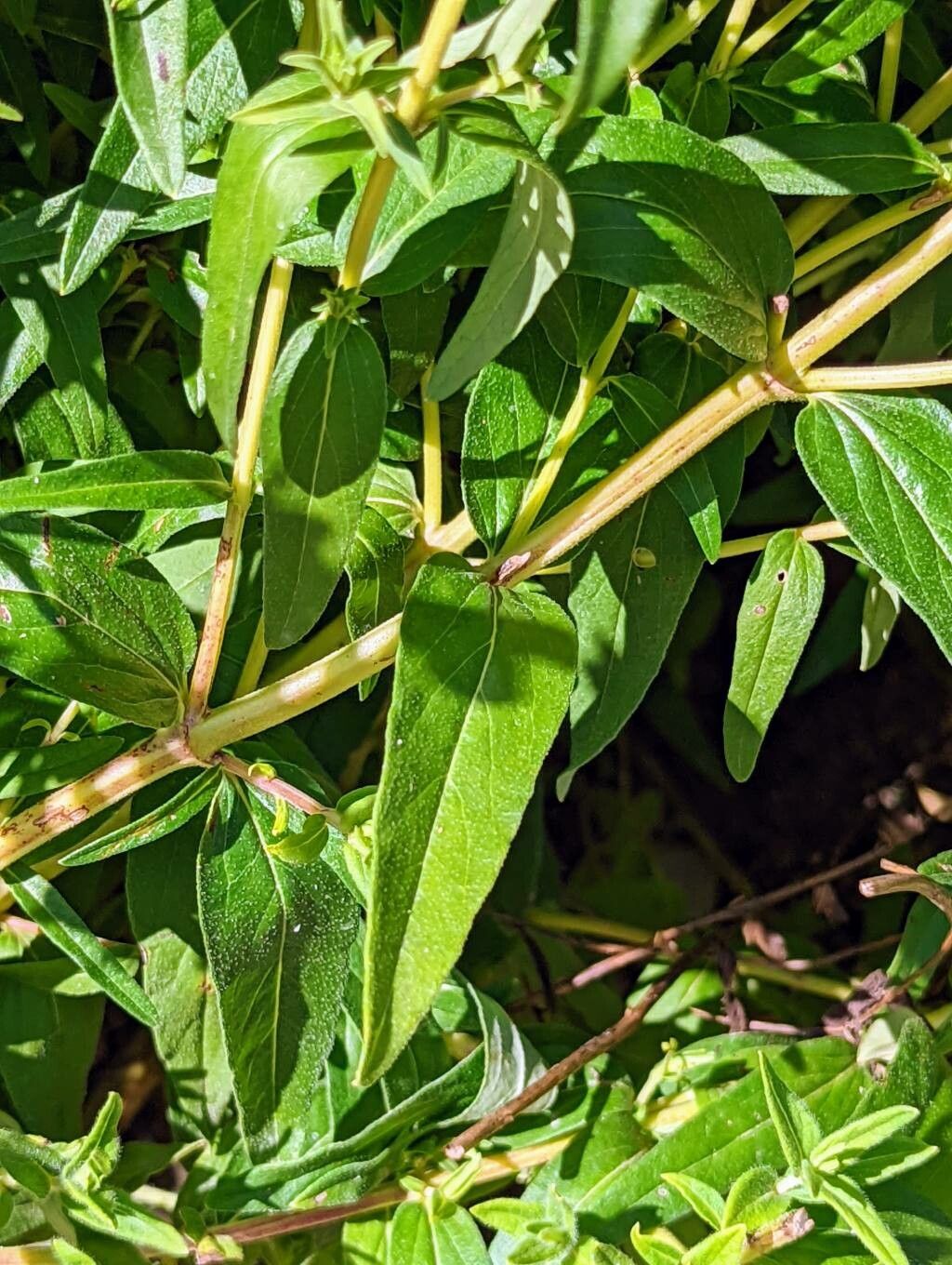 Scutellaria baicalensis leaf