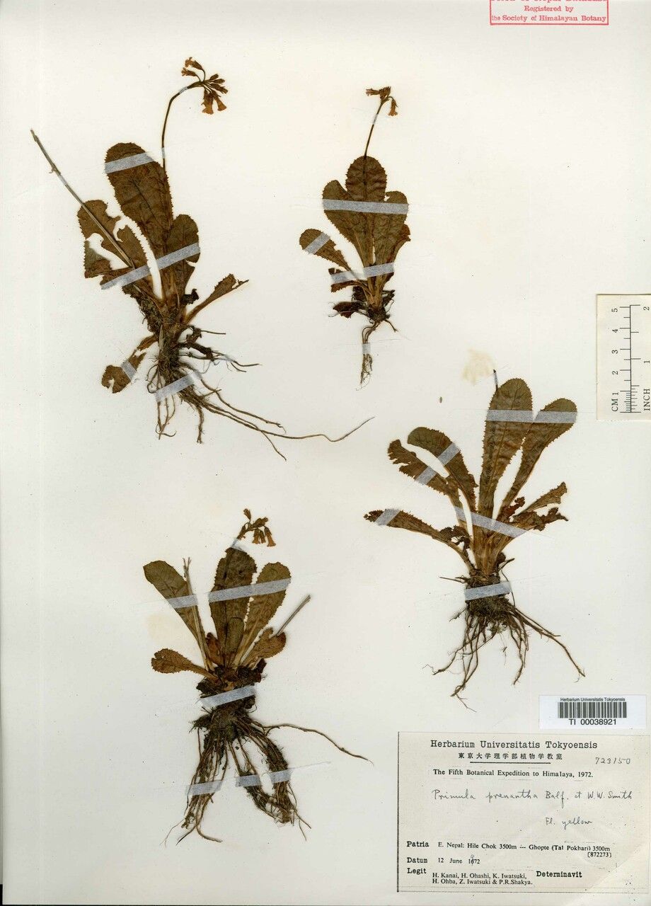 Primula prenantha — houseplant care guide