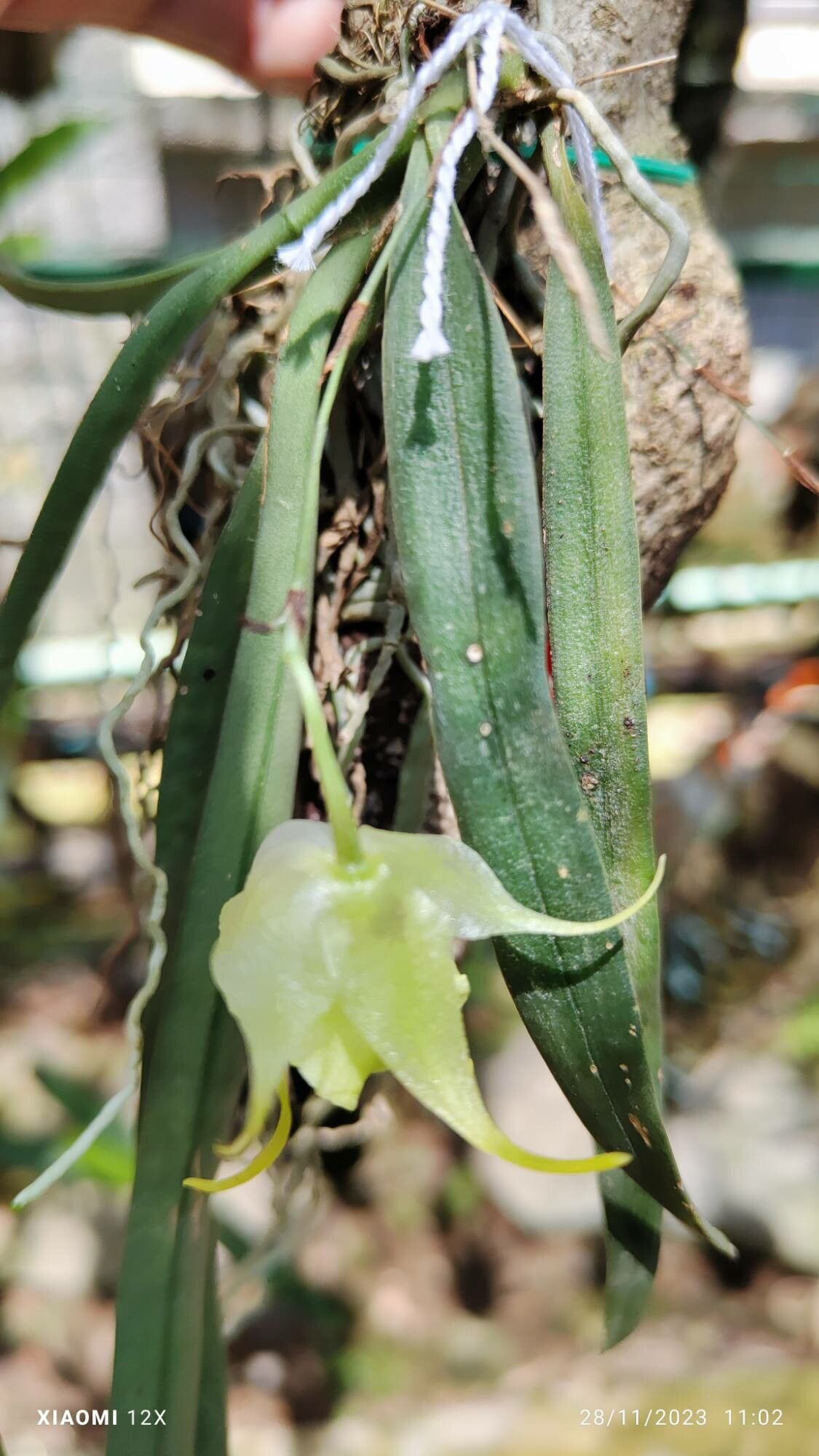Aeranthes leandriana — houseplant care guide