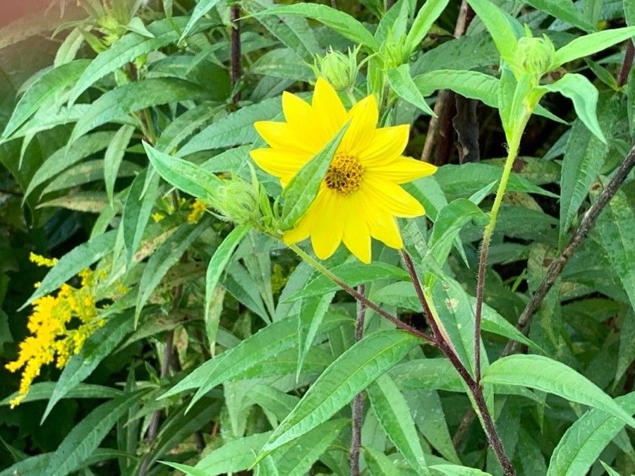 Helianthus grosseserratus flower