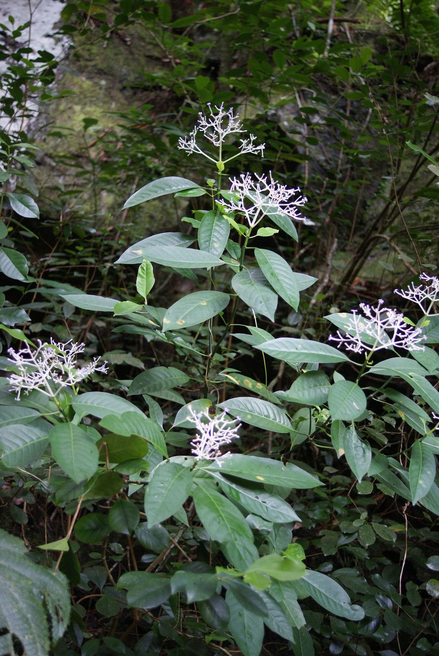 Chassalia boryana habit