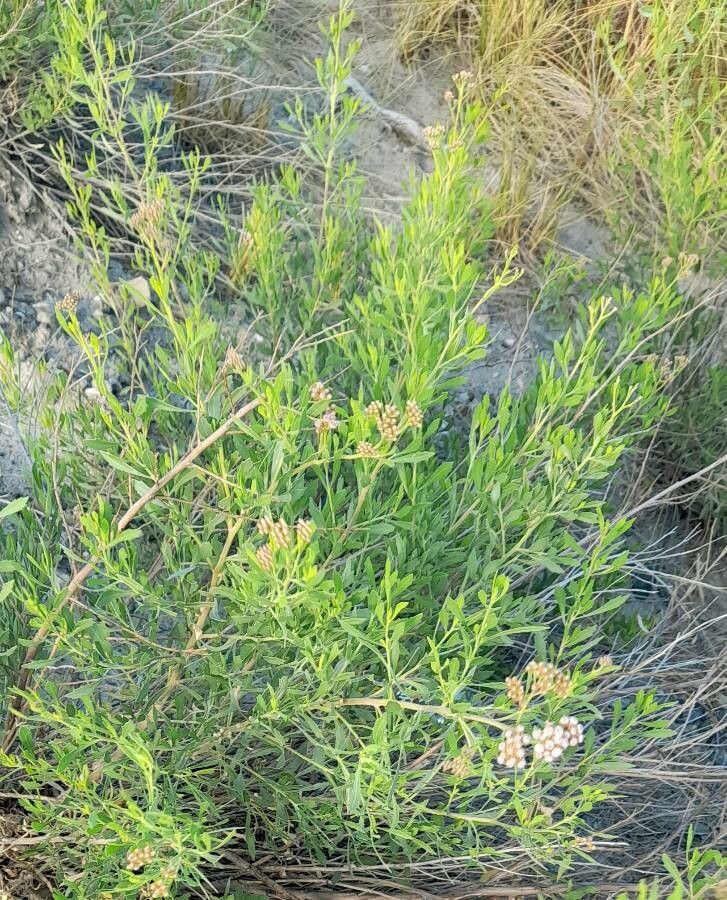 Tessaria absinthioides habit