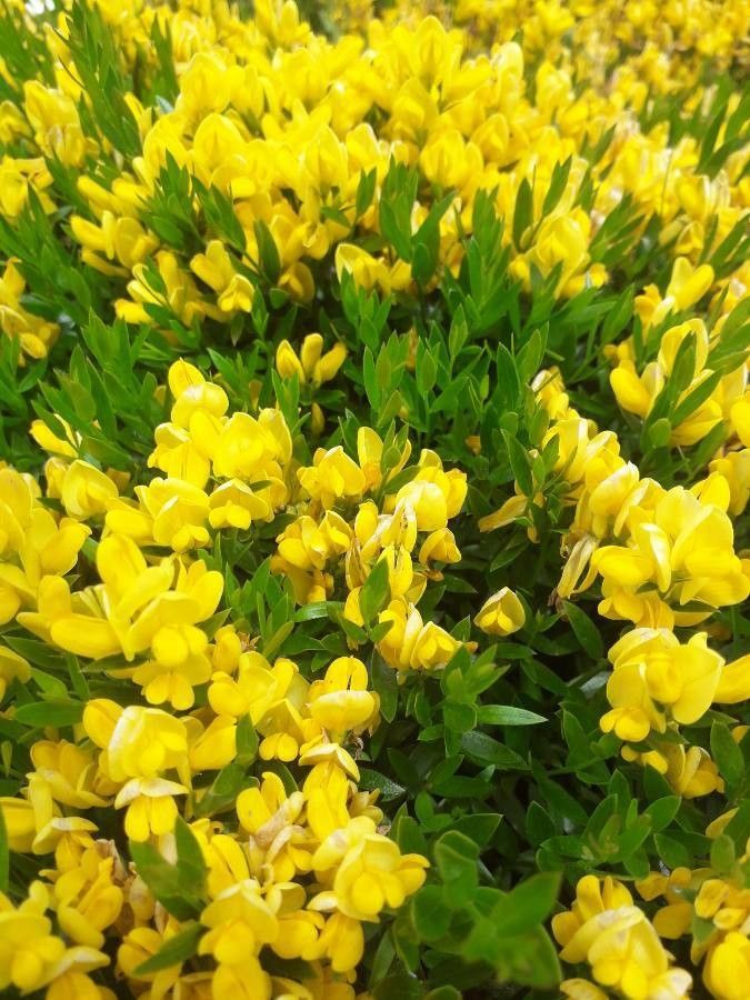Genista carinalis habit
