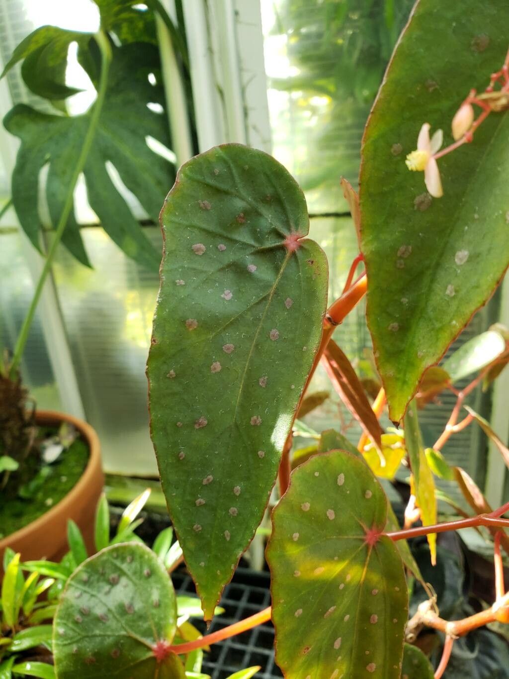 Begonia melanosticta — houseplant care guide
