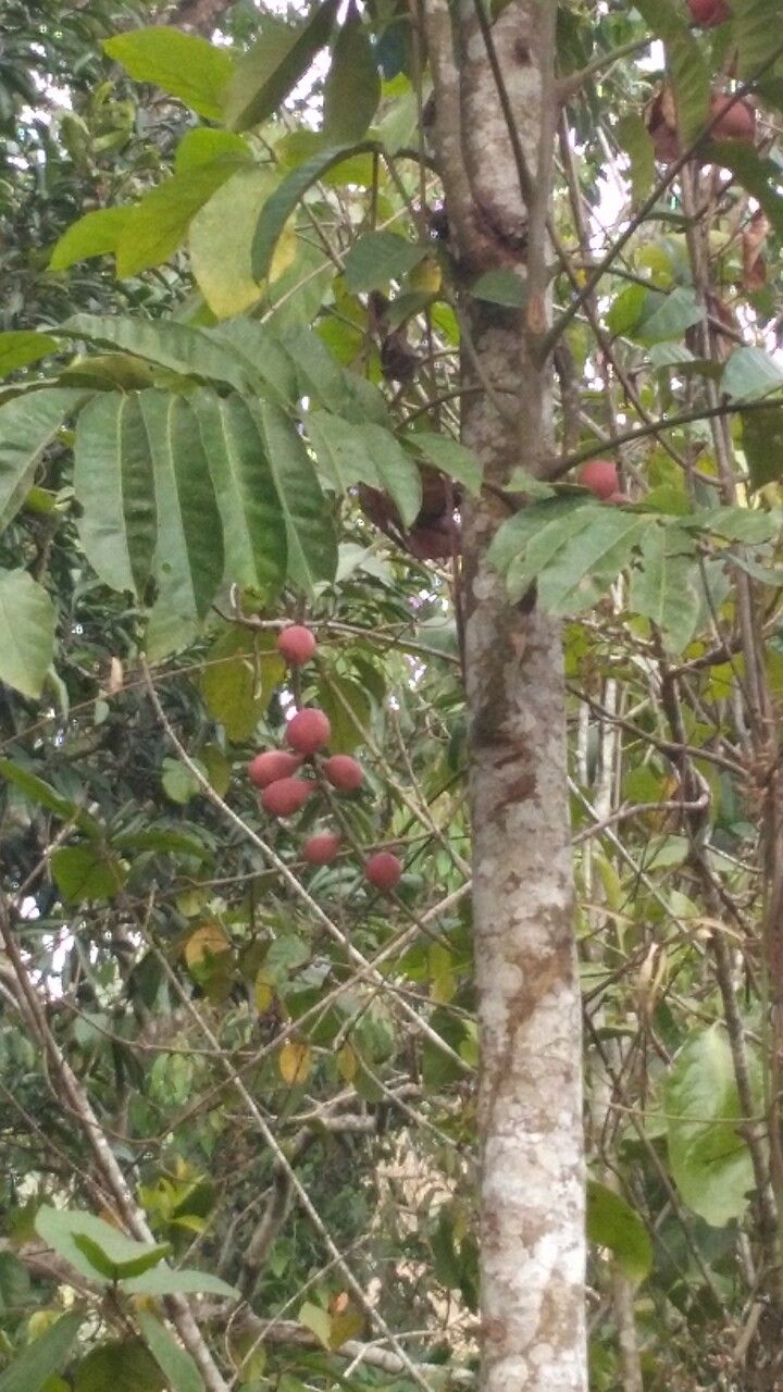Aphanamixis polystachya bark