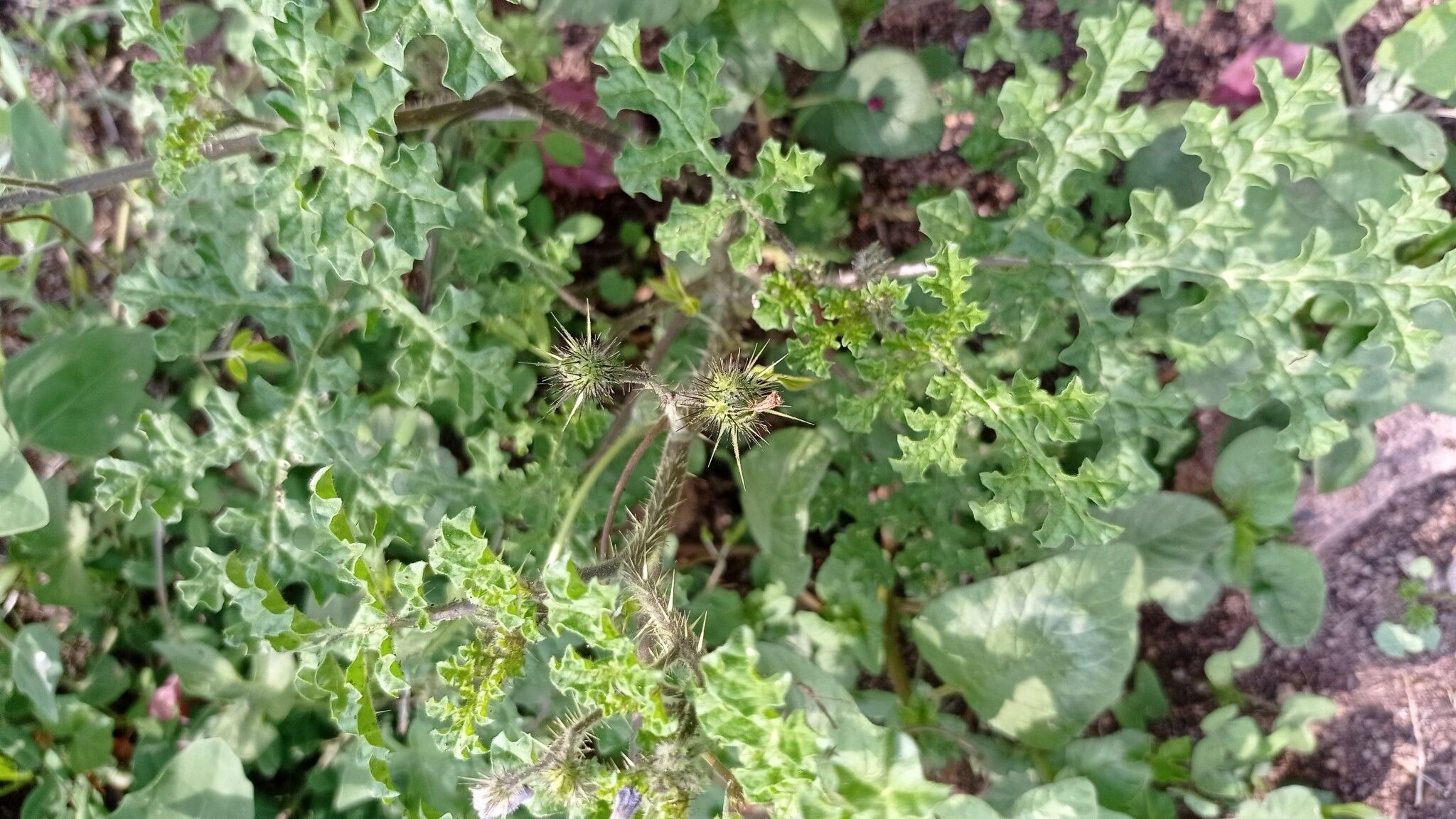 Solanum tribulosum leaf