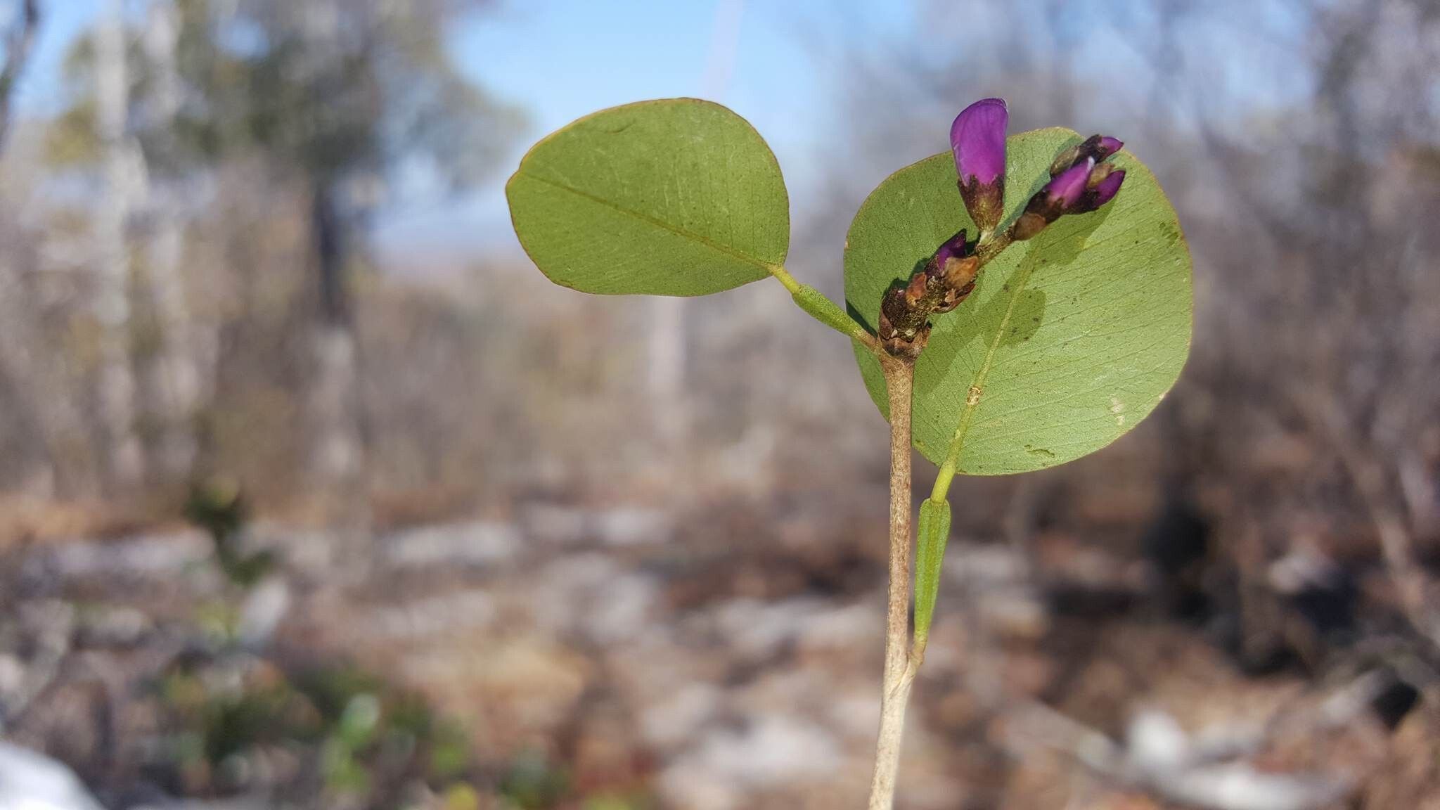 Indigofera dionaeifolia — search result for 'Indigofera'