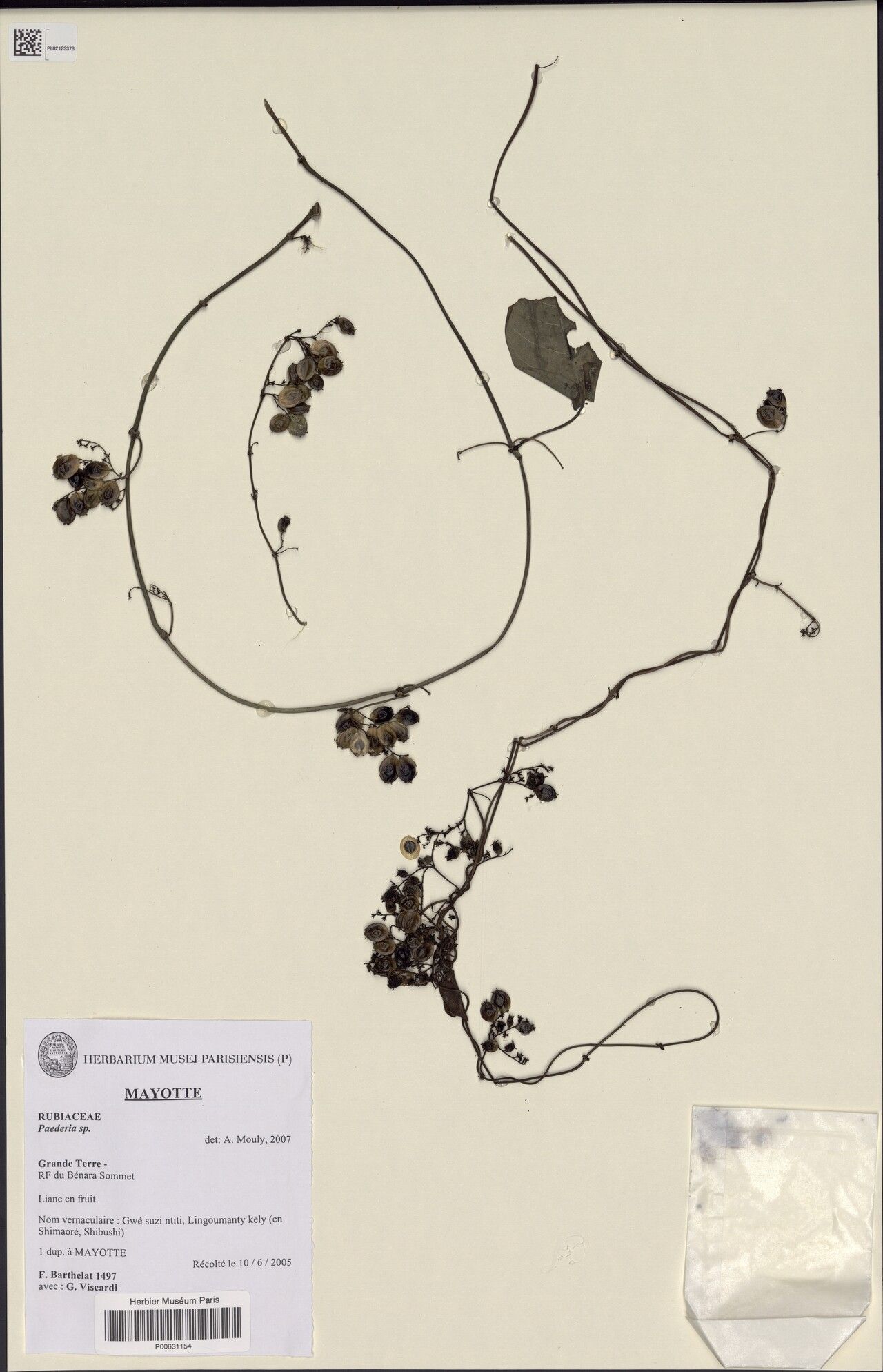 Paederia ntiti — houseplant care guide