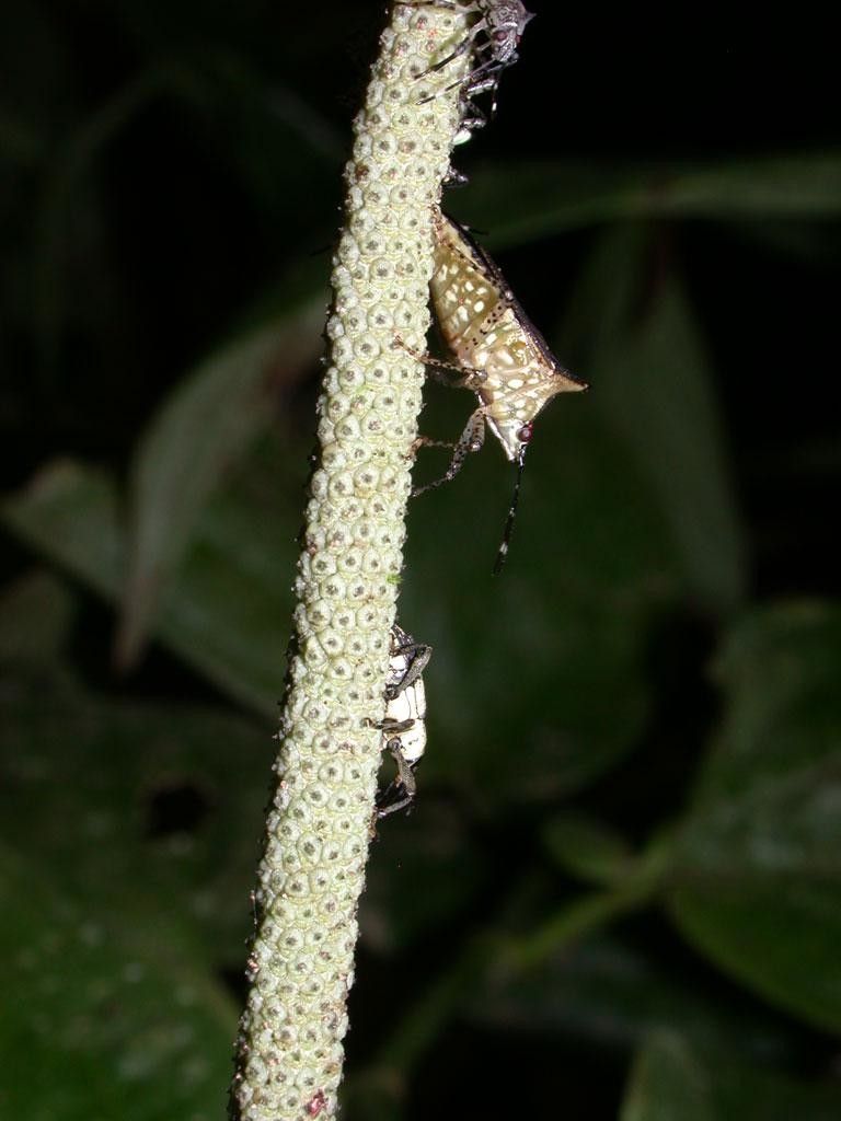 Piper sinuatifolium bark