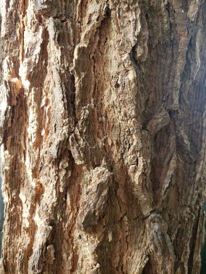 Keteleeria evelyniana bark