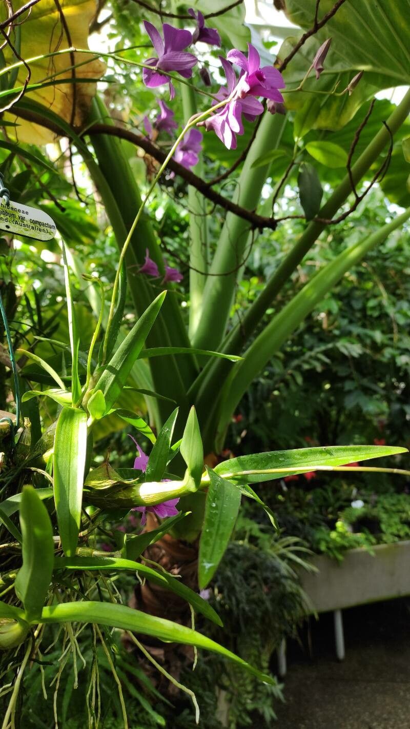 Dendrobium bigibbum habit