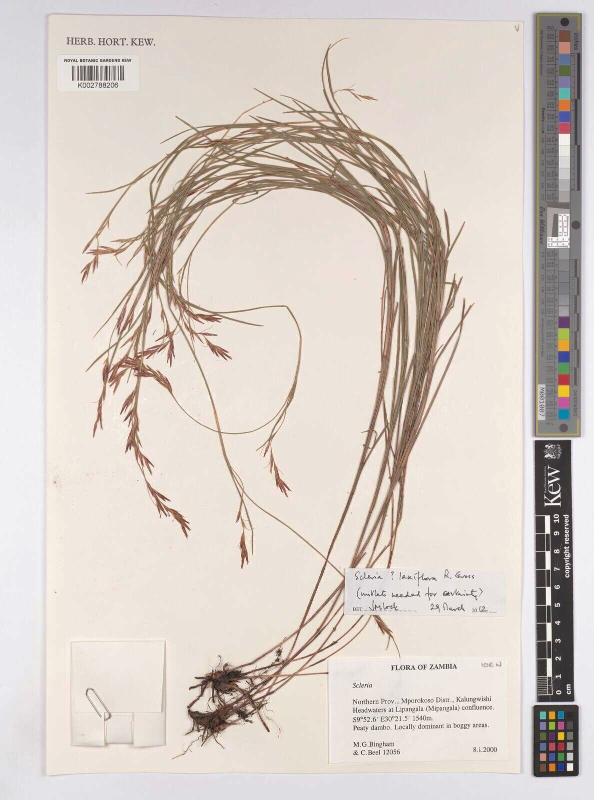 Scleria laxiflora — houseplant care guide