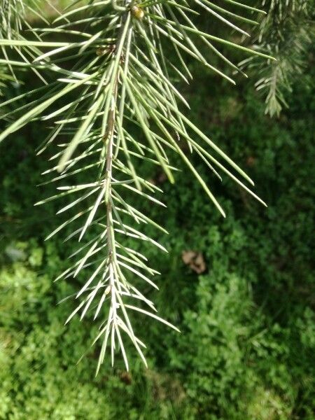 Picea wilsonii — search result for 'Pinaceae'