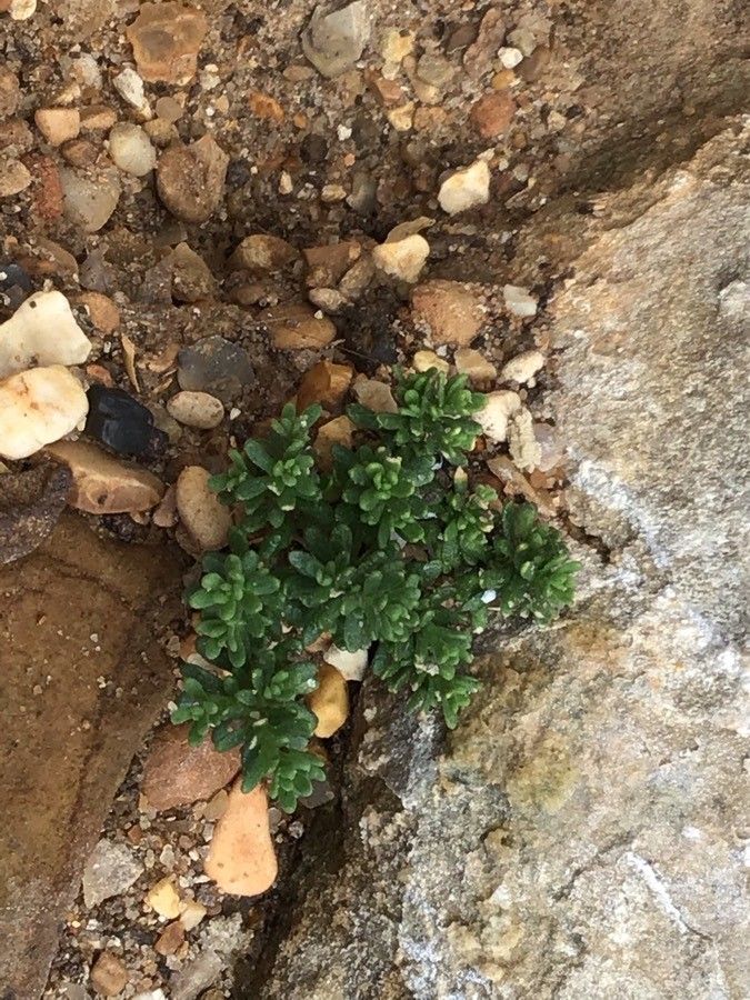 Petunia patagonica — houseplant care guide