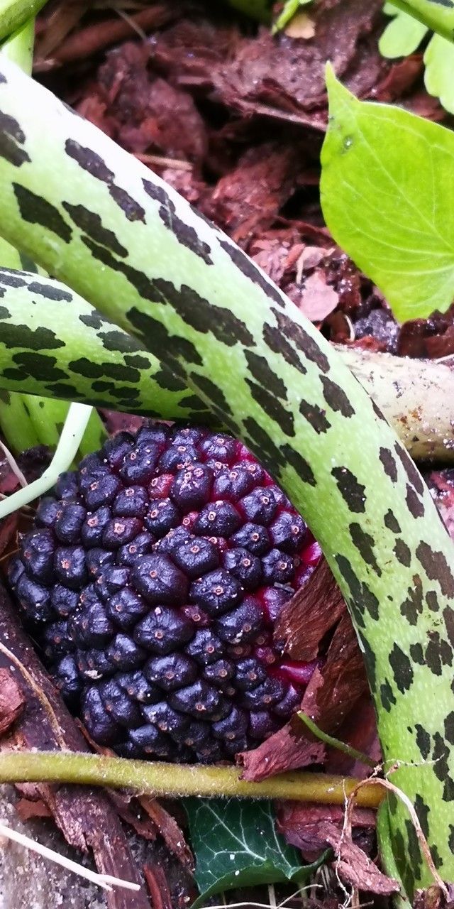 Sauromatum venosum fruit