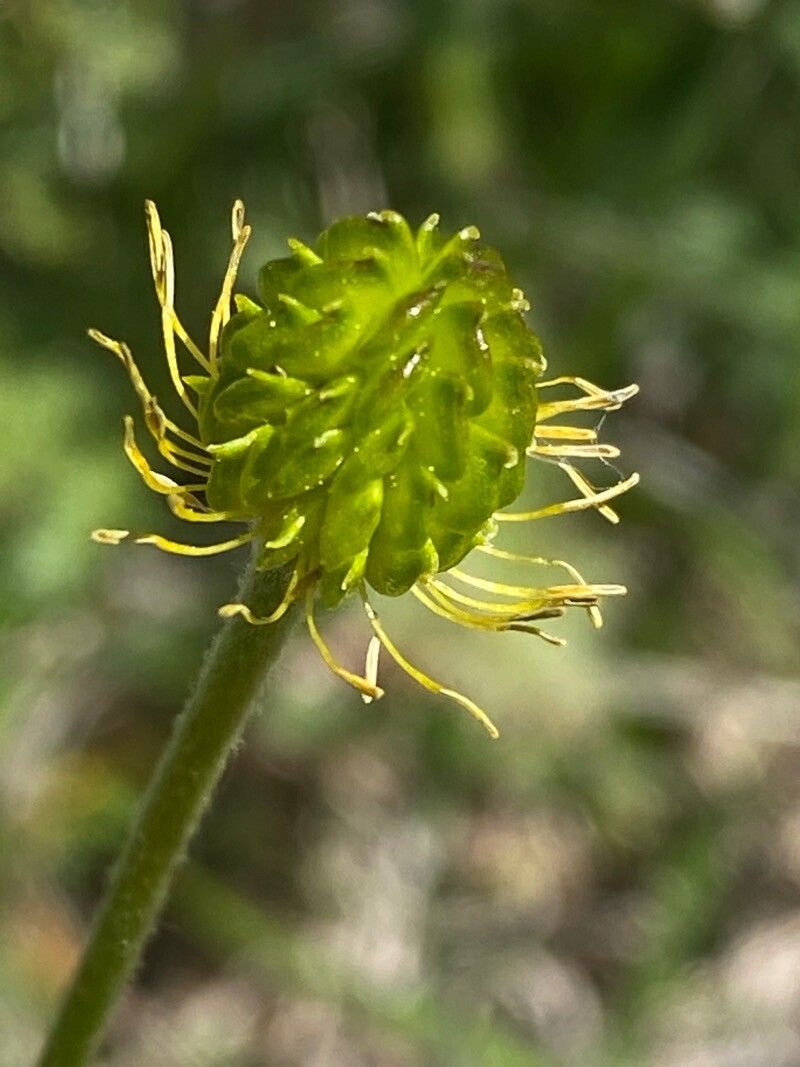 Ranunculus montanus fruit