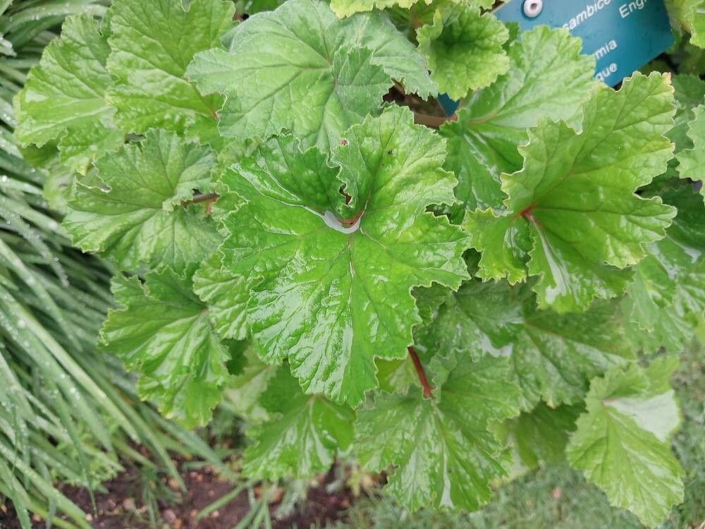 Pelargonium mossambicense leaf