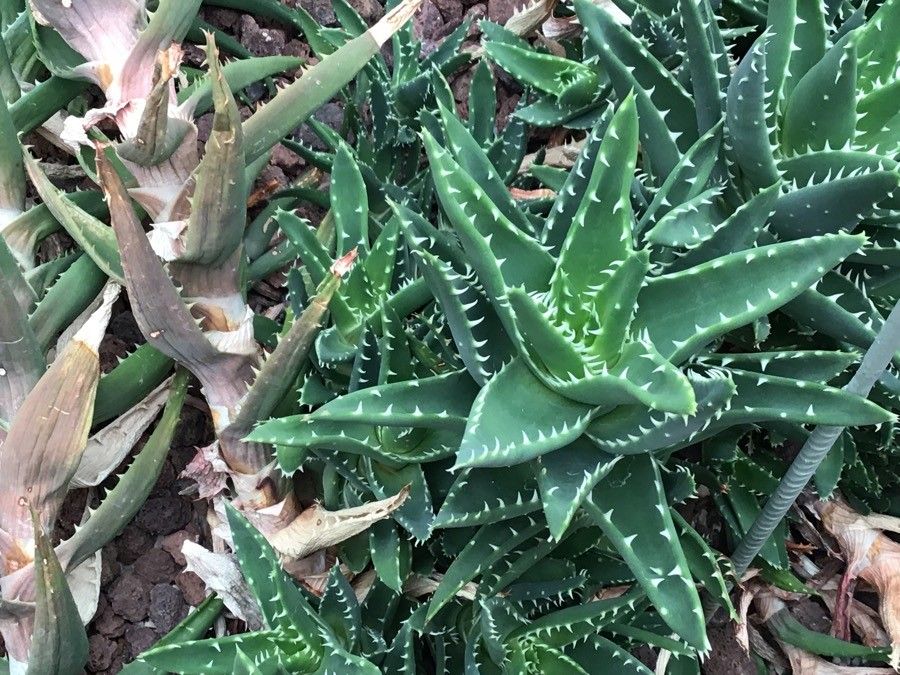 Aloe distans leaf