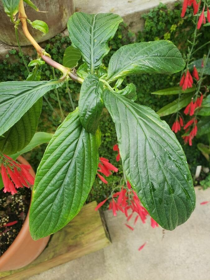 Odontonema schomburgkianum — related species from the same genus