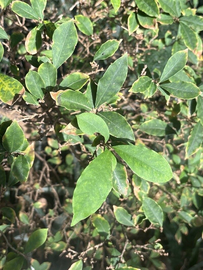 Brunfelsia pilosa — houseplant care guide