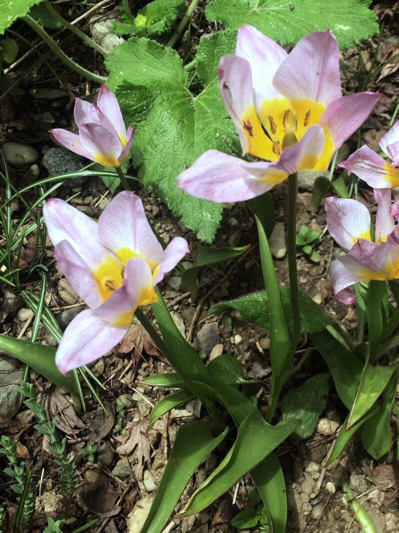 Tulipa humilis flower