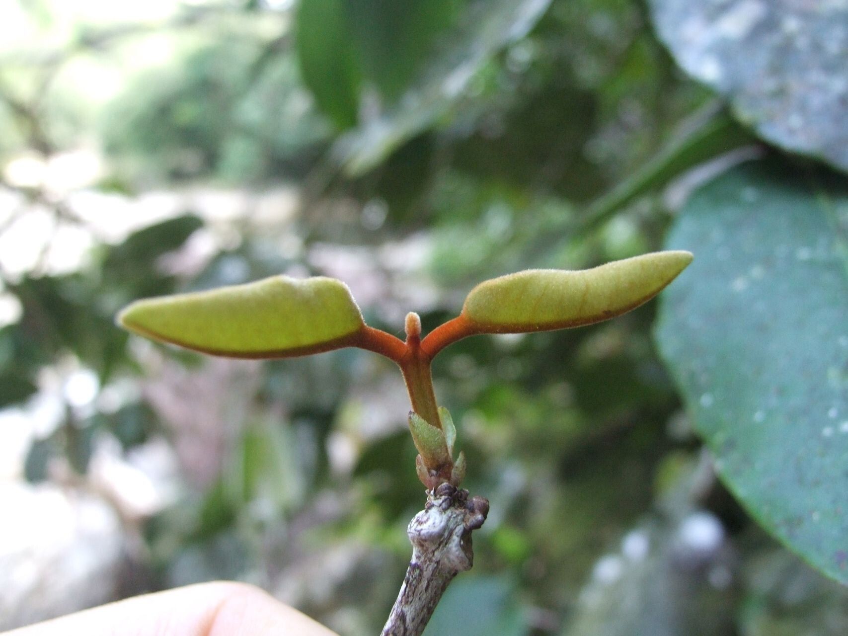 Eugenia paludosa fruit