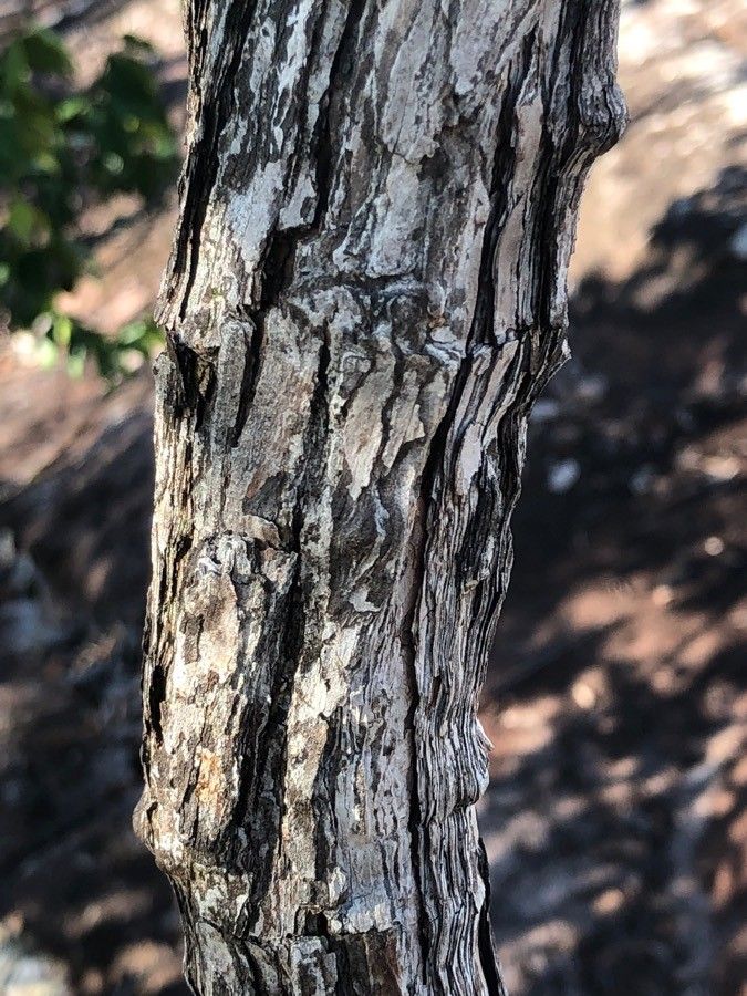 Cratoxylum glaucum bark