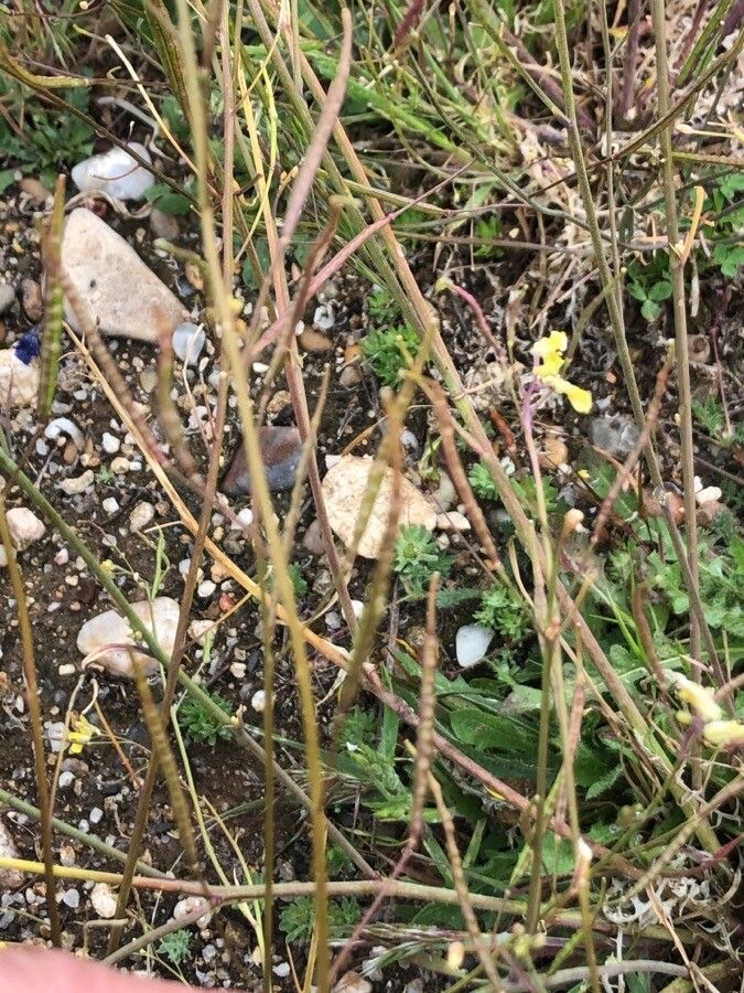 Brassica barrelieri fruit