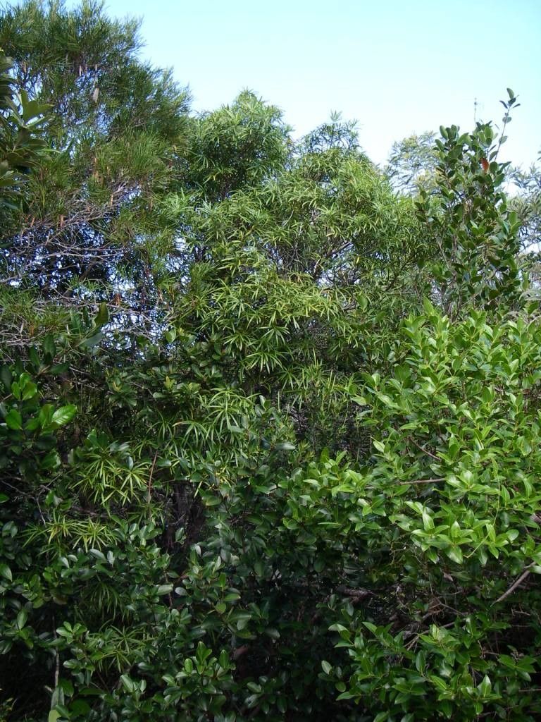 Podocarpus colliculatus habit