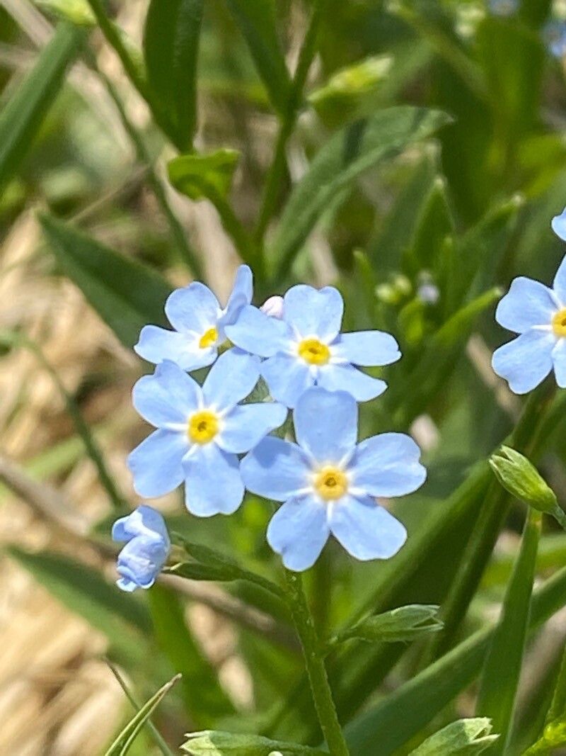 Myosotis martini flower