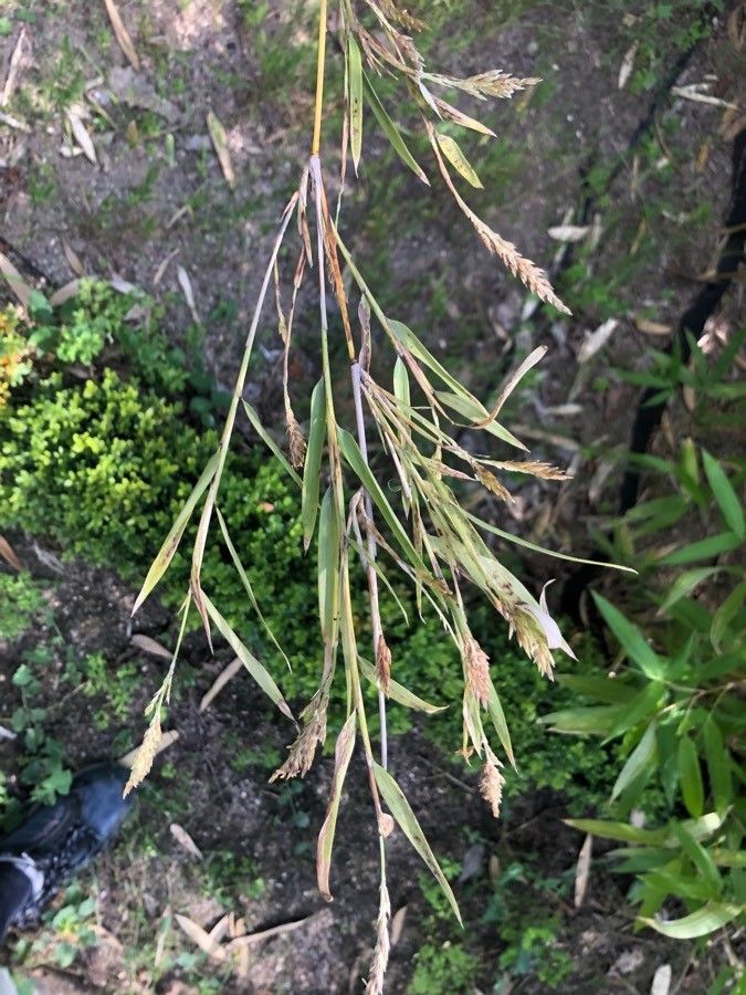 Chusquea gigantea — related species from the same genus