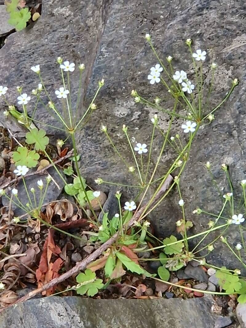 Androsace fedtschenkoi — houseplant care guide